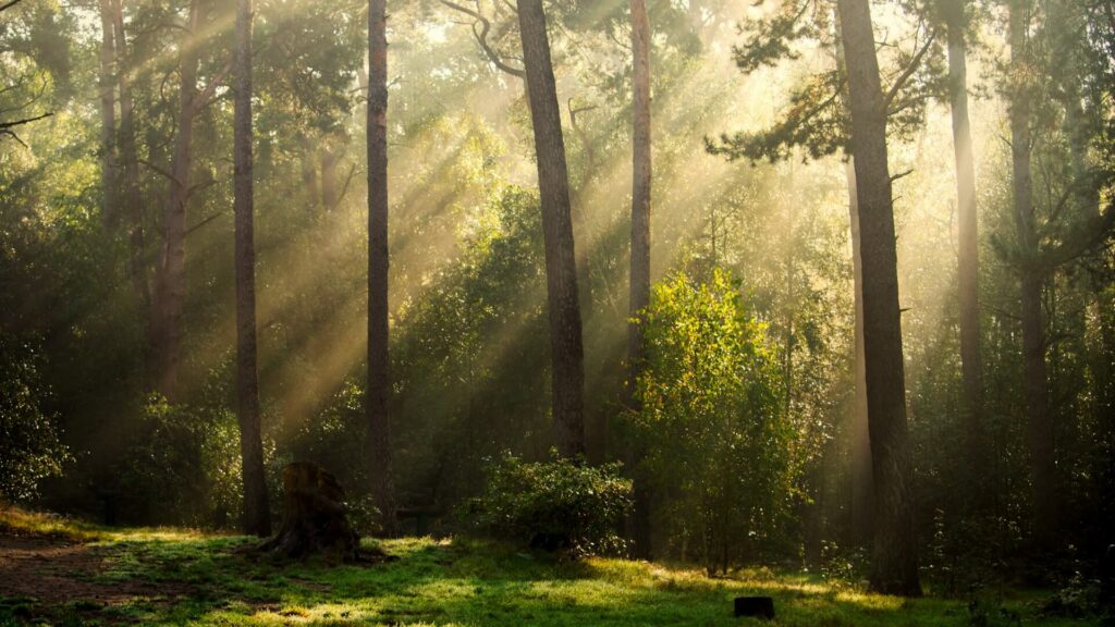 Rayons de soleil traversant une forêt au petit matin.